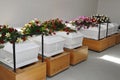 Coffins Royalty Free Stock Photo