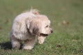 Irresistible Cute White Brown Puppy