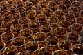 Cognac in glasses. A large number of glasses. Royalty Free Stock Photo