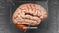 Cognitive dissonance in human brain