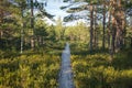 Cognitive trail, long winding path over the bog in the forest, swamp, marsh, tiny lakes Royalty Free Stock Photo