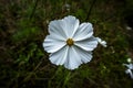 2023 10 15 Cogollo Cosmos bipinnatus 15