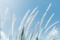 Cogon Grass on blue sky background