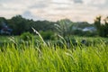 Cogon Grass, close up view at sunset