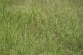 Cogon grass with a natural background. Royalty Free Stock Photo