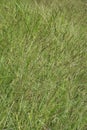 Cogon grass with a natural background.