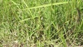 Cogon grass with a natural background.