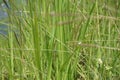 Cogon grass with a natural background. Royalty Free Stock Photo