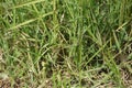 Cogon grass with a natural background. Royalty Free Stock Photo