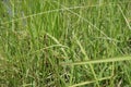 Cogon grass with a natural background. Royalty Free Stock Photo