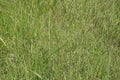 Cogon grass with a natural background. Royalty Free Stock Photo