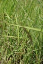 Cogon grass with a natural background.