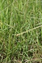 Cogon grass with a natural background. Royalty Free Stock Photo