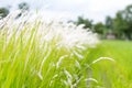 Cogon grass in the wild.