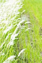 Cogon grass in the wild.