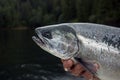 Coho Salmon Royalty Free Stock Photo