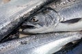 Coho salmon in cooler