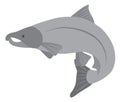 Coho Salmon Grayscale Vector Illustration Royalty Free Stock Photo