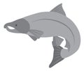 Coho Salmon Grayscale Vector Illustration