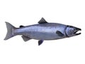 Silver Coho Salmon Fish Food