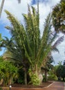 Cohune palm a.k.a. rain tree Attalea cohune, native to Mexico and Central America - Florida, USA