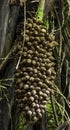 Cohune Palm Seed Cluster