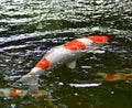 Coi carp playing in pond. Royalty Free Stock Photo