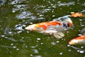 Coi carp playing in pond. Royalty Free Stock Photo