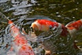 Coi carp playing in pond. Royalty Free Stock Photo