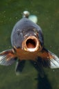 Coi Fish Open Mouth Royalty Free Stock Photo