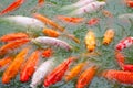 Coi pond fish Royalty Free Stock Photo