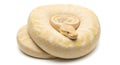 A coiled albino ball python resting on a white surface in a studio environment Royalty Free Stock Photo