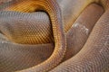 Coiled Amethystine Python Skin Scales Detail Royalty Free Stock Photo