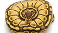 Coiled ball python displaying patterned scales isolated on white background Royalty Free Stock Photo