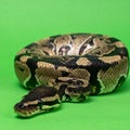 Coiled Ball Python on a Green Background Royalty Free Stock Photo