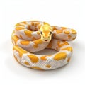 Stunning Albino Ball Python Snake Coiled on White Background Royalty Free Stock Photo