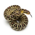 A coiled ball python snake with a pattern of brown and yellow markings on a white background. isolated on white background Royalty Free Stock Photo