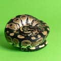 Coiled Ball Python on a Vibrant Green Backdrop Royalty Free Stock Photo