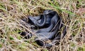 Coiled Black Racer Snake, Dyar Pasture Wildlife Preserve Georgia Royalty Free Stock Photo