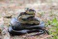 Coiled Black Ratsnake ready to strike