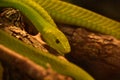 Coiled Bright Green Mamba Snake on a Branch