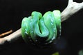 Coiled bright green tree snake