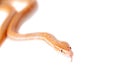 Coiled Cape House Snake on white background