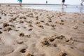 Coiled castings of sandworm that live in silty-sandy soil. Casts of sand sculptures made by lugworm or arenicola marina