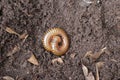 coiled caterpillar beetle on a soil Royalty Free Stock Photo