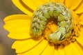 coiled caterpillar