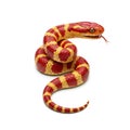 A coiled corn snake with striking red and yellow patterns on a white background Royalty Free Stock Photo