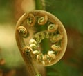 Coiled Fern Frond Royalty Free Stock Photo