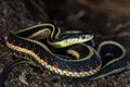 Coiled garter snake Royalty Free Stock Photo
