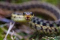 Coiled Garter Snake Royalty Free Stock Photo